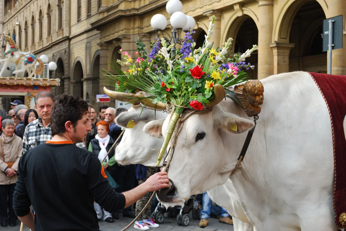 White oxen crowned with flowers waiting to pull the Scoppio del Carro cart through Florence on Easter morning