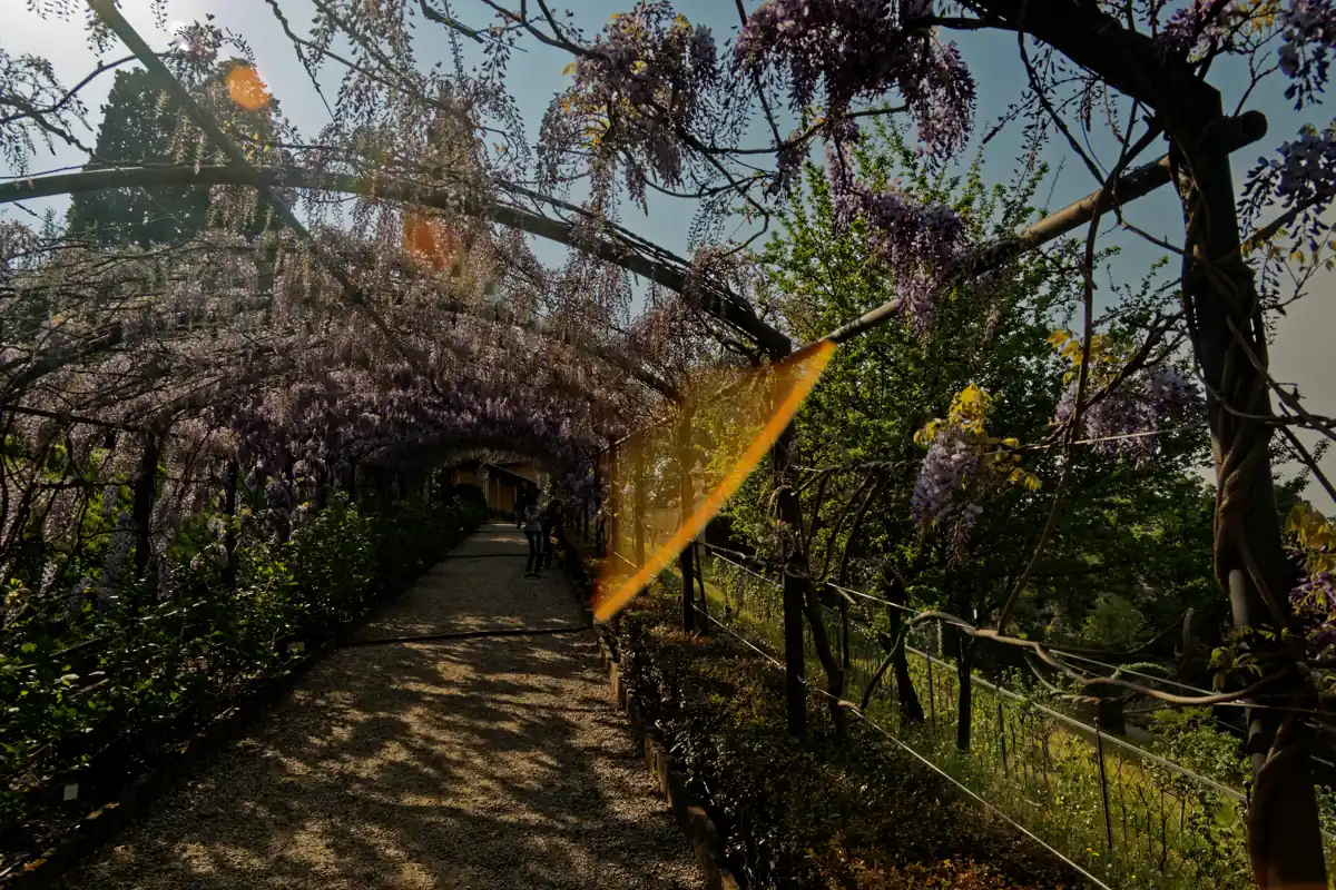 The wisteria pergola of the Bardini Garden in full April bloom, the tunnel of purple flowers over the gravel path